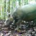 Indonesia to capture last-known wild Bornean rhino for IVF