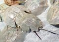 Malaysia sees 14.44% increase in horseshoe crab landings