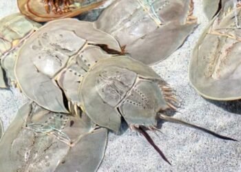 Malaysia sees 14.44% increase in horseshoe crab landings