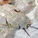 Malaysia sees 14.44% increase in horseshoe crab landings