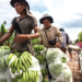 Laos, Cambodia deepen agricultural partnership, open new trade corridor to China