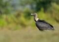 Rare white-rumped vultures return to Cambodian sanctuary after decade