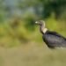 Rare white-rumped vultures return to Cambodian sanctuary after decade