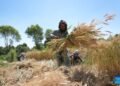From poppy to wheat: Afghan farmers rebuild their fields