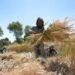 From poppy to wheat: Afghan farmers rebuild their fields