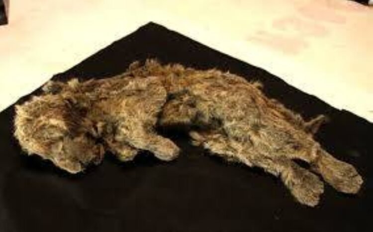 Genome study shows what made the extinct Ice Age cave lion unique