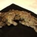 Genome study shows what made the extinct Ice Age cave lion unique