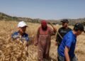 Facing violence, Palestinian farmers race to harvest