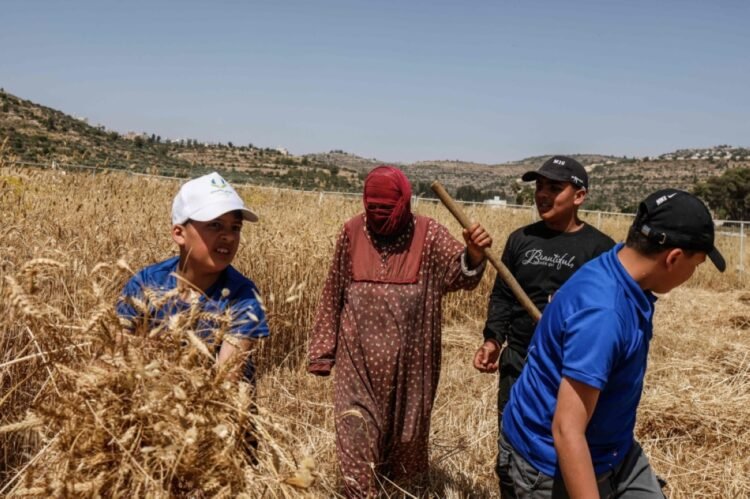 Facing violence, Palestinian farmers race to harvest