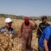 Facing violence, Palestinian farmers race to harvest