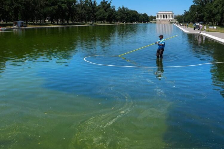 Swamp thing: Algae mess with Trump’s pool project