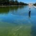 Swamp thing: Algae mess with Trump’s pool project