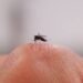 Scaling up key as French firm bets on sterile mosquitoes