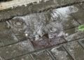 Rain and thunderstorms in most parts of Kyrgyzstan – weather forecast for June 3