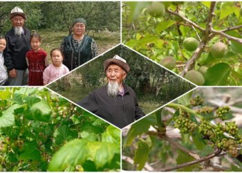 Life in the regions: 90-year-old Beishenaly Mamytbekov from Ak-Tala has been gardening for 26 years, growing fruits and berries from seeds