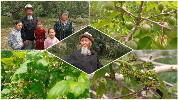 Life in the regions: 90-year-old Beishenaly Mamytbekov from Ak-Tala has been gardening for 26 years, growing fruits and berries from seeds