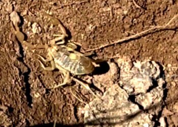 Turmush: A dangerous hunter was filmed in the village of Tosor in Issyk-Kul