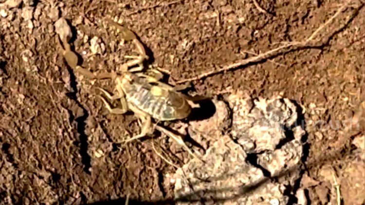 Turmush: A dangerous hunter was filmed in the village of Tosor in Issyk-Kul