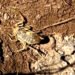 Turmush: A dangerous hunter was filmed in the village of Tosor in Issyk-Kul