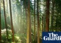 Trees may store less planet-heating carbon than hoped, study suggests | Greenhouse gas emissions