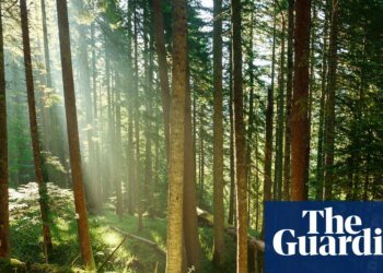 Trees may store less planet-heating carbon than hoped, study suggests | Greenhouse gas emissions