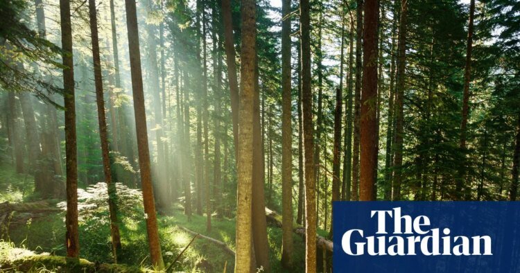 Trees may store less planet-heating carbon than hoped, study suggests | Greenhouse gas emissions