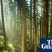 Trees may store less planet-heating carbon than hoped, study suggests | Greenhouse gas emissions