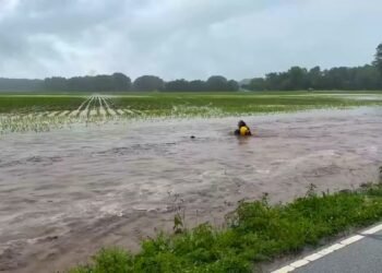 00:35USAFloods sweep away fawn: Fire brigade acts immediately152223