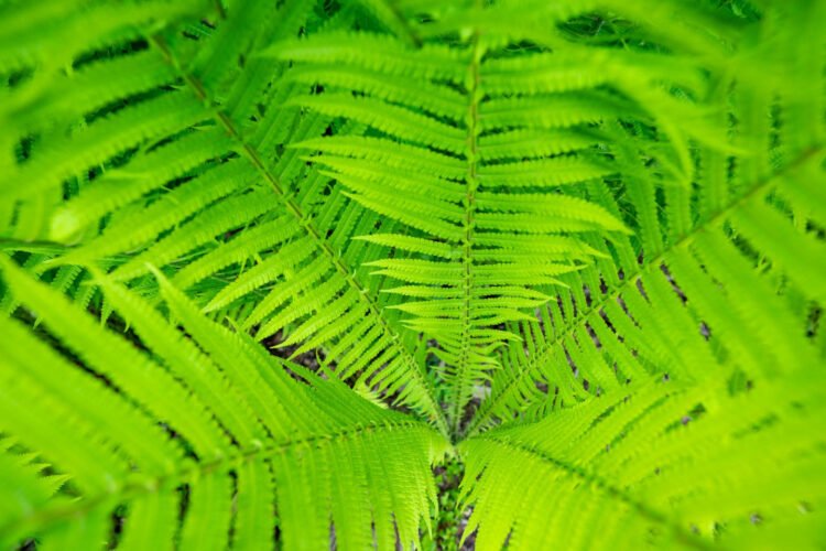 5 practical tips for celebrating Midsummer as green as possible