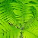 5 practical tips for celebrating Midsummer as green as possible