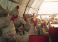 The kilo of live chicken drops below 7 DH, breeders launch an SOS