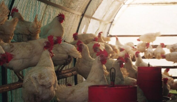 The kilo of live chicken drops below 7 DH, breeders launch an SOS