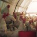 The kilo of live chicken drops below 7 DH, breeders launch an SOS
