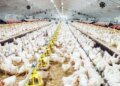 Tayibat diet: breeders dismiss its involvement in the fall in chicken prices