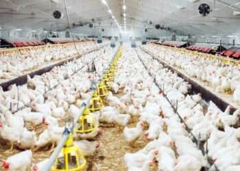 Tayibat diet: breeders dismiss its involvement in the fall in chicken prices
