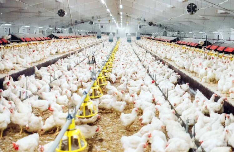 Tayibat diet: breeders dismiss its involvement in the fall in chicken prices