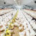 Tayibat diet: breeders dismiss its involvement in the fall in chicken prices