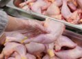 Chicken and eggs: why prices are falling on the Moroccan market
