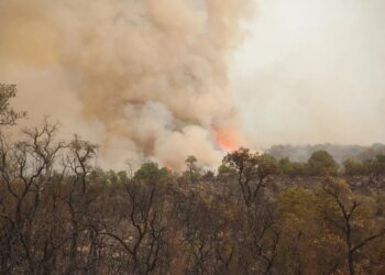 Forest fires: ANEF places 20 provinces on red alert