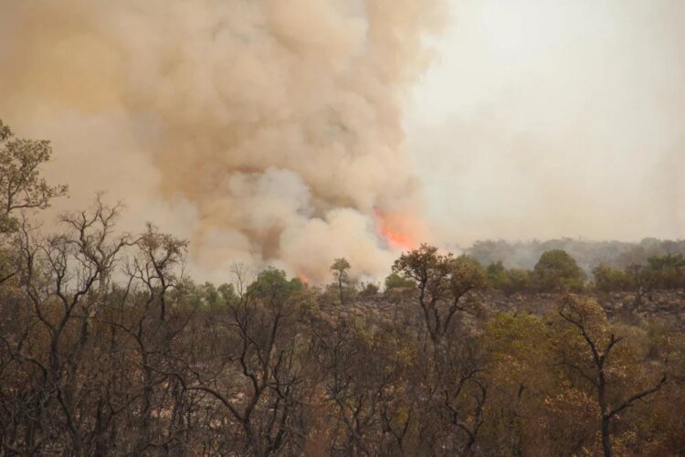 Forest fires: ANEF places 20 provinces on red alert