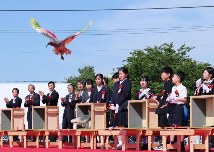 Crested ibises released into wild in quake-hit Ishikawa