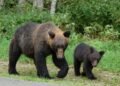 In Japan, a bull market for bear deterrents