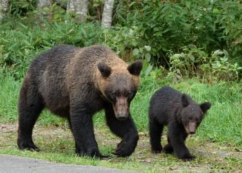 In Japan, a bull market for bear deterrents