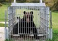 Dayslong bear hunt in Tochigi Prefecture capital ends with animal’s capture