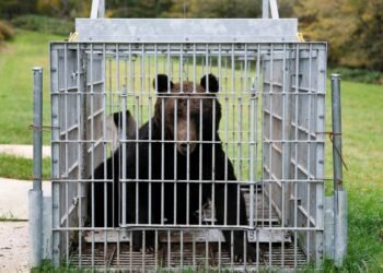 Dayslong bear hunt in Tochigi Prefecture capital ends with animal’s capture