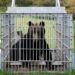 Dayslong bear hunt in Tochigi Prefecture capital ends with animal’s capture