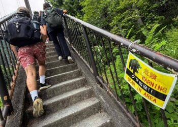 Why more bears are entering urban areas