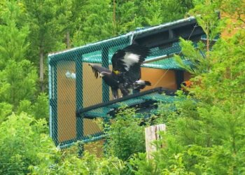 Zoo-born golden eagle released into wild for first time in Japan