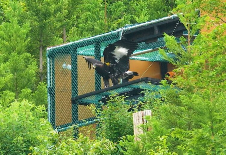 Zoo-born golden eagle released into wild for first time in Japan