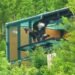 Zoo-born golden eagle released into wild for first time in Japan